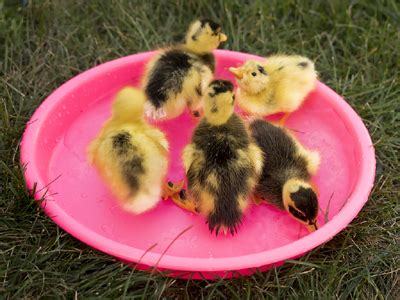 Buy Ancona Duck Hatching Eggs: Rare Breed.