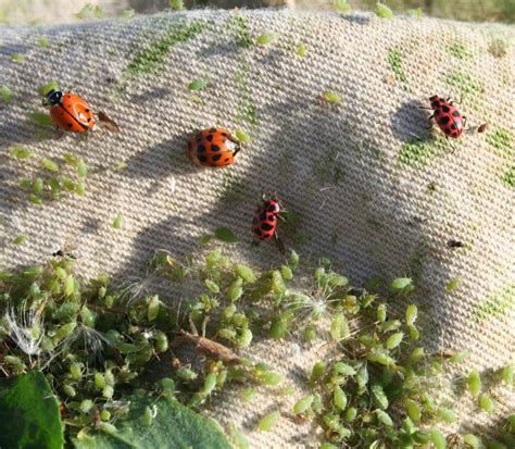 Aphids Active in Nebraska Spring Alfalfa | CropWatch | University of ...