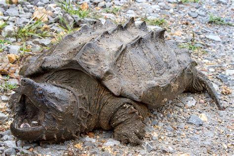 Rare alligator snapping turtle found in Illinois after three decades - CBS News