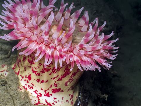 Sea Anemone | Seattle Aquarium Seattle Aquarium, Reef Aquarium ...