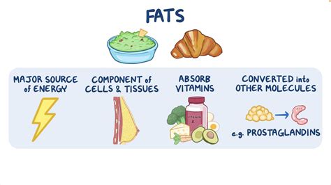 Fats and lipids: Video, Anatomy, Definition & Function | Osmosis