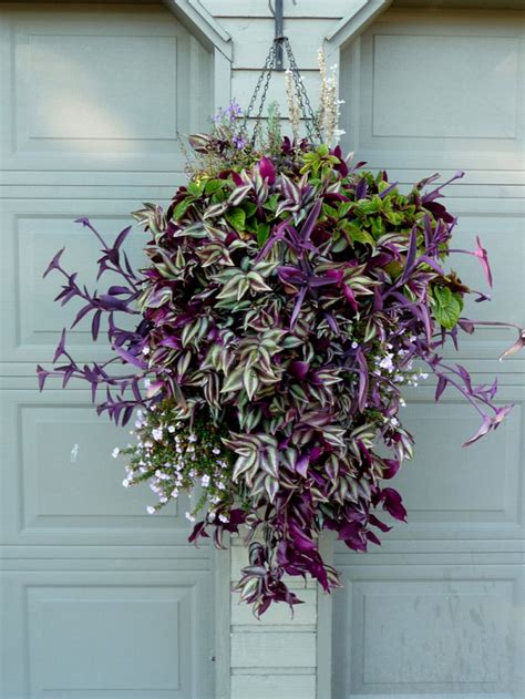 Pauline Fleischer: Best Summer Flowers For Hanging Baskets - 70 Hanging ...