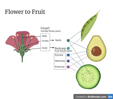 What is a fruit? — Kate Douthat