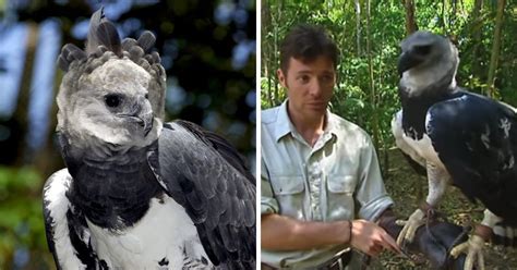 The Huge South American Harpy Eagle Weighs In At 20 Pounds