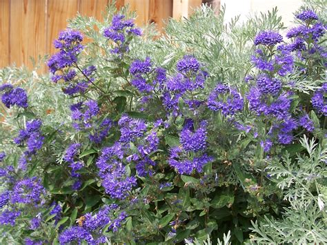 Pictures of Flowering Shrubs for Landscaping Ideas