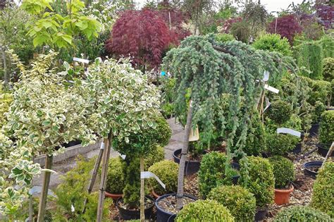 Evergreen Shrubs - Wilscape Nursery & Garden Center RI, MA, CT - Wilscape Nursery & Garden ...