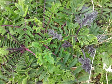 Sea Radish – Identification, Distribution and Edibility – Galloway Wild ...