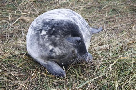 Premium Photo | Grey seals on the beach during the breeding season