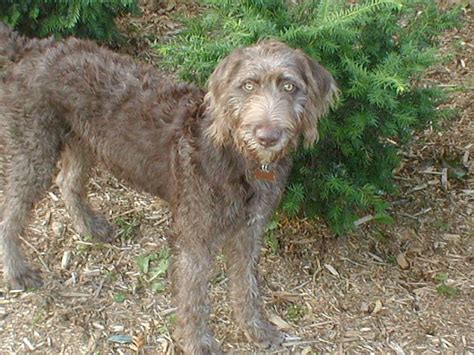 Weimardoodle (Weimaraner Poodle Mix) Info, Temperament, Training, Puppies, Pictures