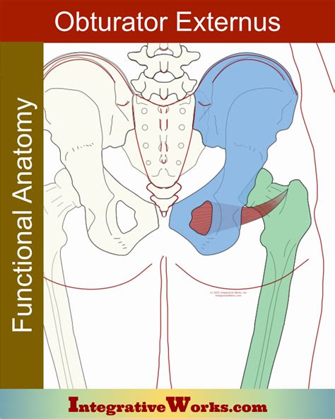 Obturator Externus - Functional Anatomy - Integrative Works