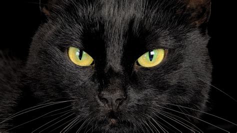 Black Cat Eyes HD desktop wallpaper : Widescreen : High Definition : Fullscreen