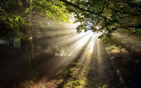 wallpaper images sunbeam Jesus Wallpaper, Forest Wallpaper, Full Hd Wallpaper, Tree Wallpaper ...