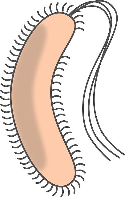 Free vector graphic: Bacteria, Flagellum, Capsule - Free Image on Pixabay - 306246