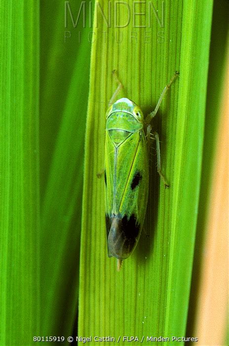 Rice Green Leafhopper stock photo - Minden Pictures