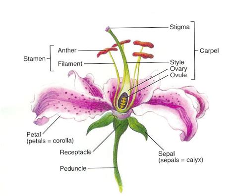 Flower Ovary Cross Section Labeled at David Glazier blog