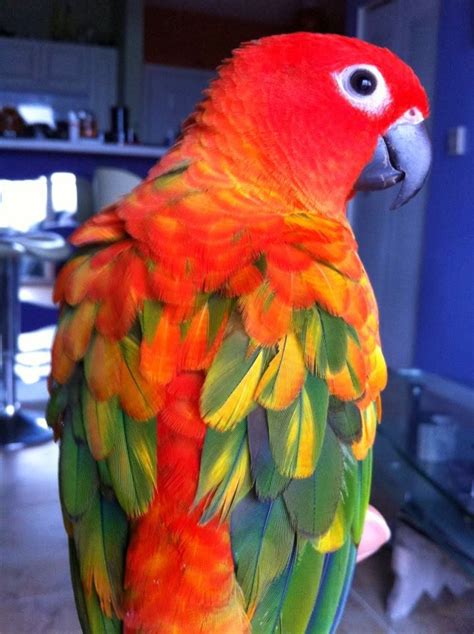 Red factor sun conure | Colorful birds, Conure parrots, Sun conure