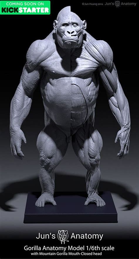 Gorilla Anatomy Models, Jun Huang on ArtStation at https://www.artstation.com/artwork/PVzRo ...