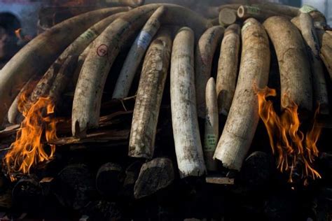 Myanmar torches $1.3m of illegal wildlife parts