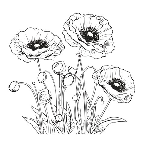 Poppy Outline