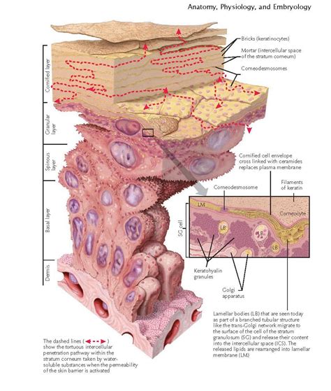 A Cool Guide to Skin Keratinization : r/coolguides