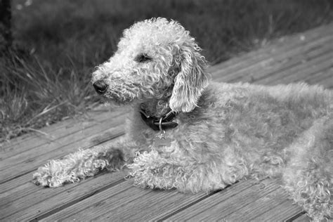 Bedlington Terrier - Canine HQ