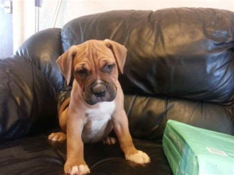 American Bulldog Mastiff Mix Puppies For Sale | PETSIDI