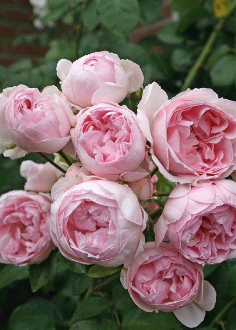 Cinderella® Fairytale® Bare Root Rose - Menagerie Farm & Flower