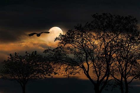 Owl Hooting at Night Meaning and Significance - Smart Sleeping Tips