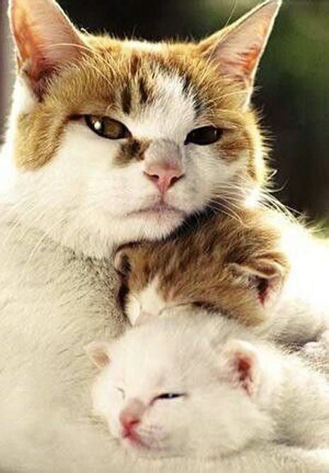 22 Adorable Pictures of Mother Cats and Their Kittens - We Love Cats ...