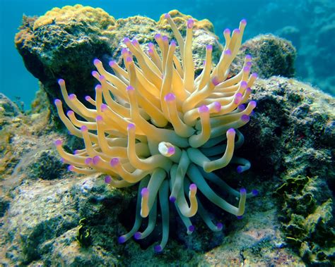 Sea Anemones Wallpapers High Quality | Download Free