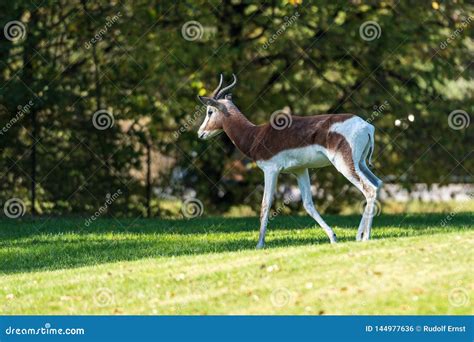 Dama Gazelle, Gazella Dama Mhorr or Mhorr Gazelle is a Species of ...