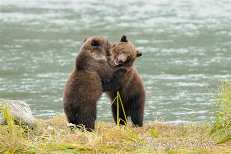 Cute Grizzly Bear Cubs playing and learning to fight - Shetzers Photography