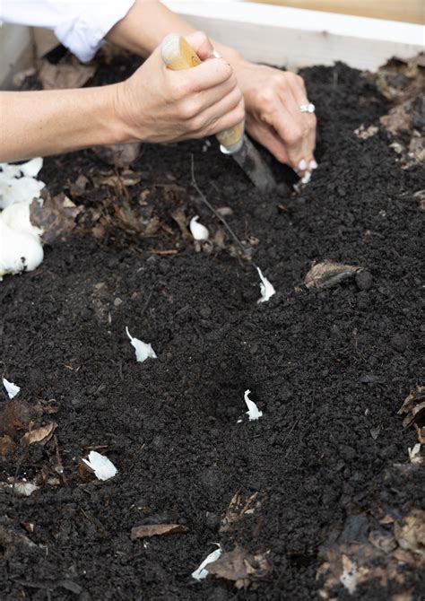 3 Simple Steps to Plant Garlic in an Organic Kitchen Garden • Gardenary