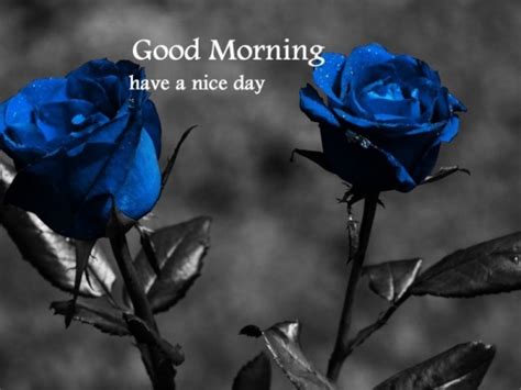 Good Morning – Beautiful Blue Roses - Good Morning Wishes & Images