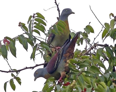 Burung Green Pigeon Atau Burung Punai - Burung Kicau Nusantara