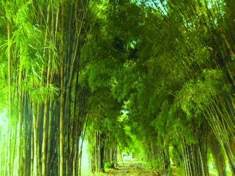 20+ Gambar Hutan Bambu Malam Hari, Kata Spesial!