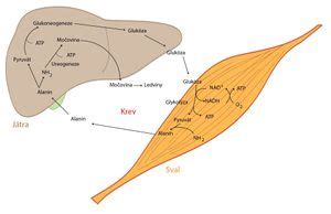 Glucose-alanine cycle - WikiLectures