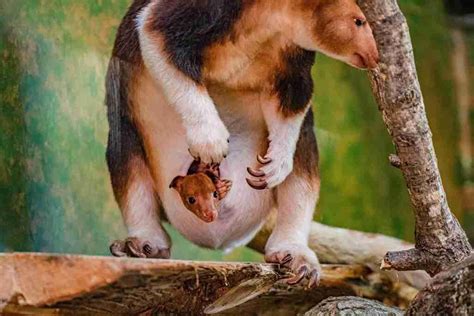 Endangered tree kangaroo born at zoo