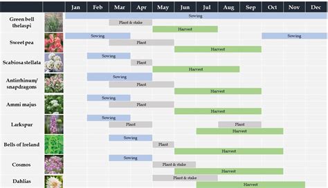 A guide to growing cut flowers | Anna Moss