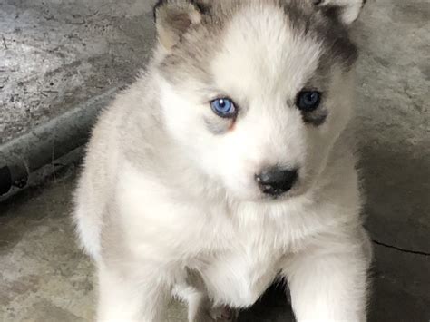 Husky / Malamute mix puppy! The new addition to our family. He was born on Superbowl Sunday. : aww