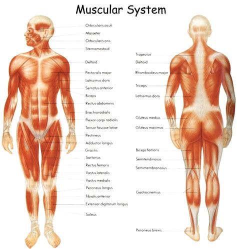 Basic Muscles Of The Body Gallery: Basic Human Muscles Diagram, – Human Anatomy Diagram ...