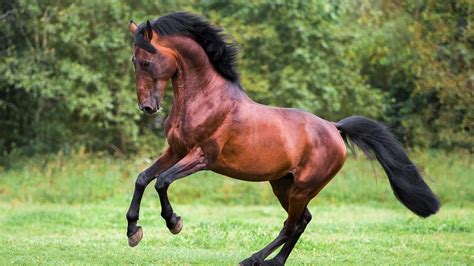 What is a Stallion Horse? Facts, FAQs and Comprehensive Guide