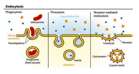 Scientists Say: Endocytosis