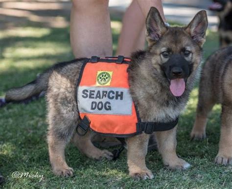 Facts About Search And Rescue Dogs You’ll Want To Know | DailyForest