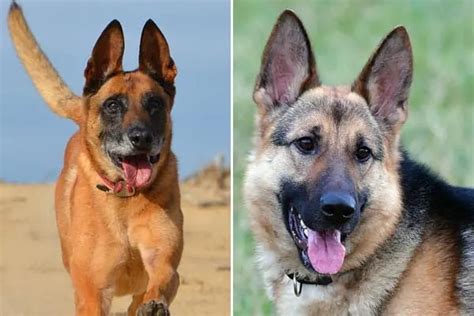 Belgian Malinois German Shepherd Mix: The German Malinois