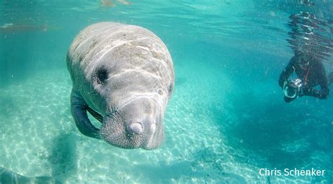 Protecting Manatees | National Wildlife Federation