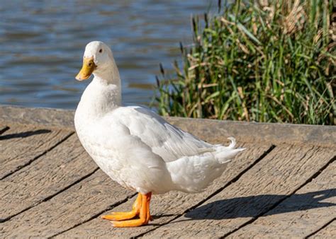 Aylesbury Ducks - The Ultimate Duck Breed Guide