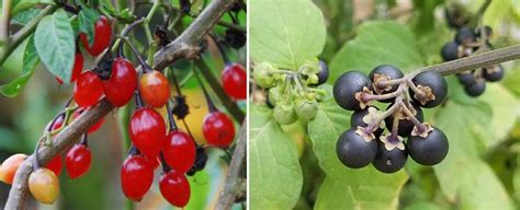 How to Tell the Difference Between Bittersweet Nightshade and Deadly Nightshade - The Lost Herbs