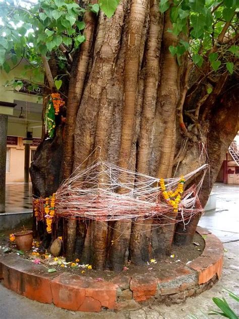 Banyan tree worship | Banyan tree, Sacred tree, Tree