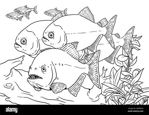 Piranha fish Black and White Stock Photos & Images - Alamy